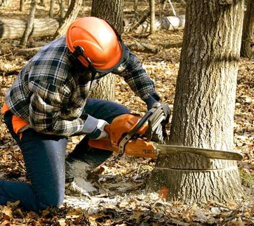 Tree Removal in Brooklyn, IN